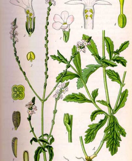 Verbena officinalis Βερβένα Ιεροβότανο Γοργογιάννης