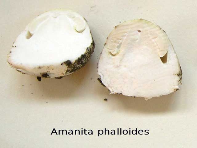 amanita-phalloides-egg