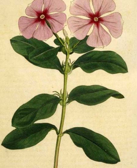 catharanthus-roseus-Βίγκα-της-Μαδαγασκάρης-illustration