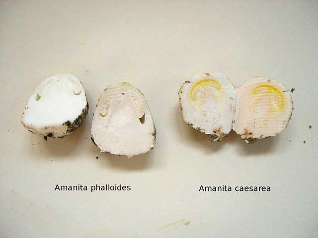 egg-Amanita-Phalloides-Amanita-Caesarea-2