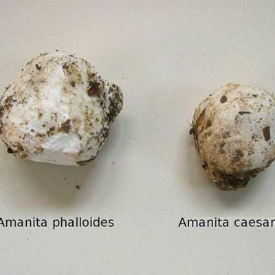 egg-Amanita-Phalloides-Amanita-Caesarea