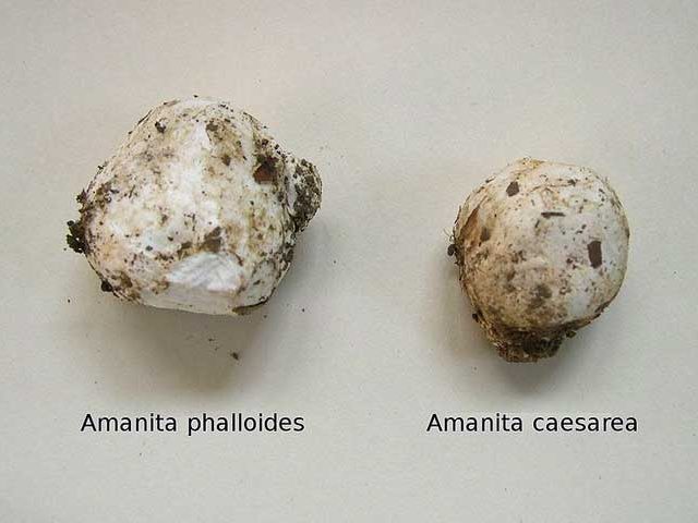 egg-Amanita-Phalloides-Amanita-Caesarea