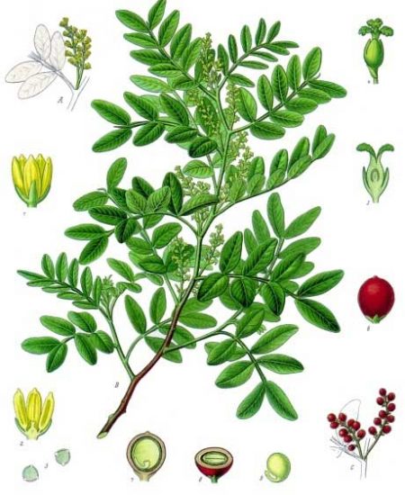 Pistacia lentiscus Σχίνος